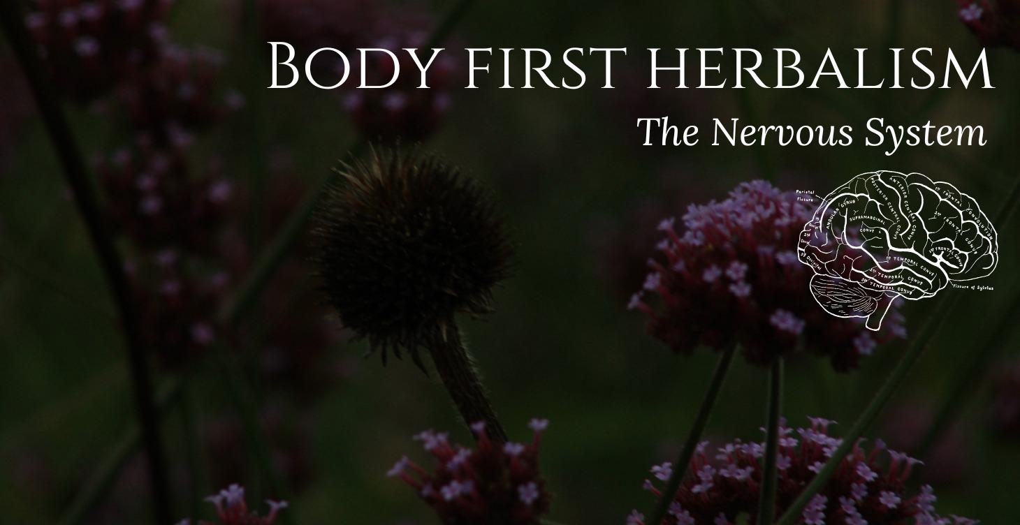 Body-First Herbalism: Nervous System