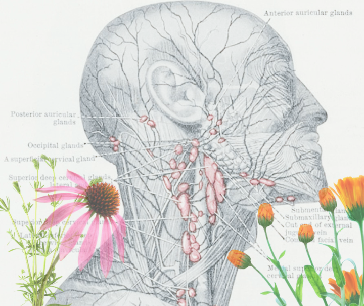 Why does cleavers show up in BOTH the lymphatic AND immune categories?