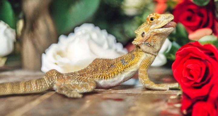 Dragon Smart