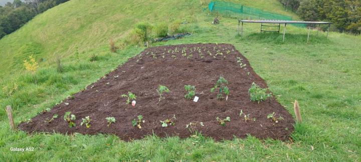 Final layer of compost done, added an organic fertiliser then planted it out.