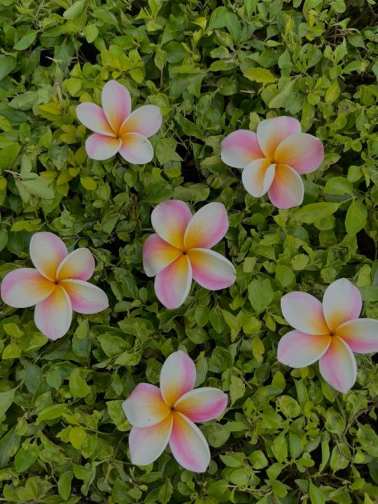 Jade Selena Montaño Cáceres