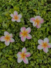 Jade Selena Montaño Cáceres