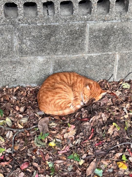 雷采霓 Lei Tsai Ni