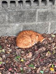 雷采霓 Lei Tsai Ni