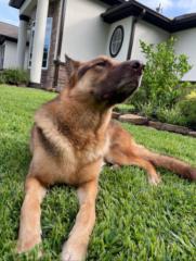 Angela Thoma Ferrari