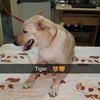 Brijesh Singh