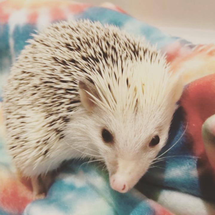 Hedgehog 