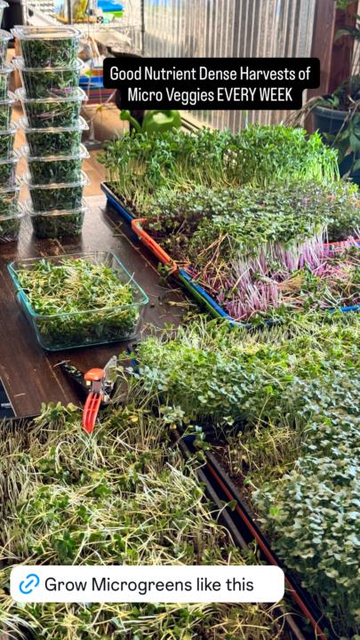 Who’s got Broccoli Growing right now? 