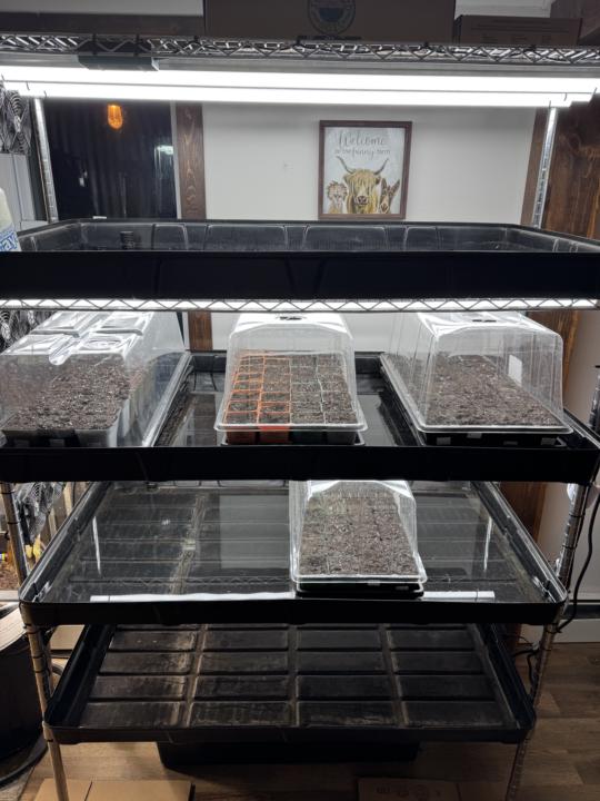 177 Seedlings in the Auto Nursery🌱