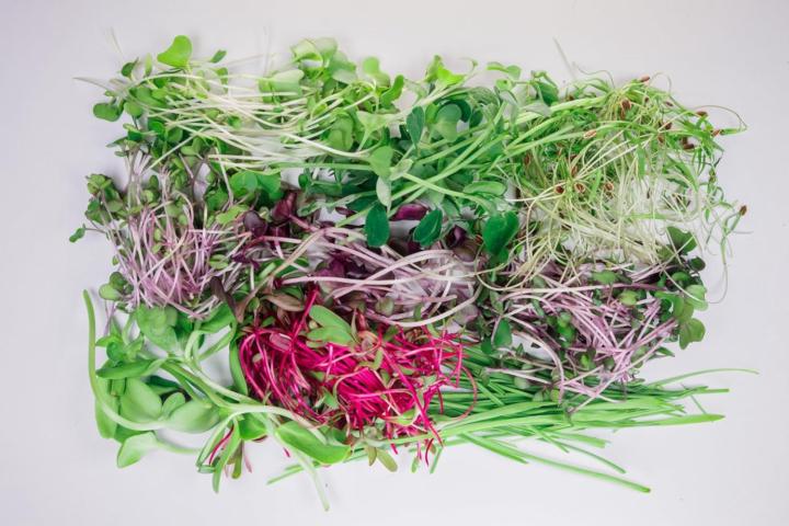 Grow Something Nutrient Dense  
