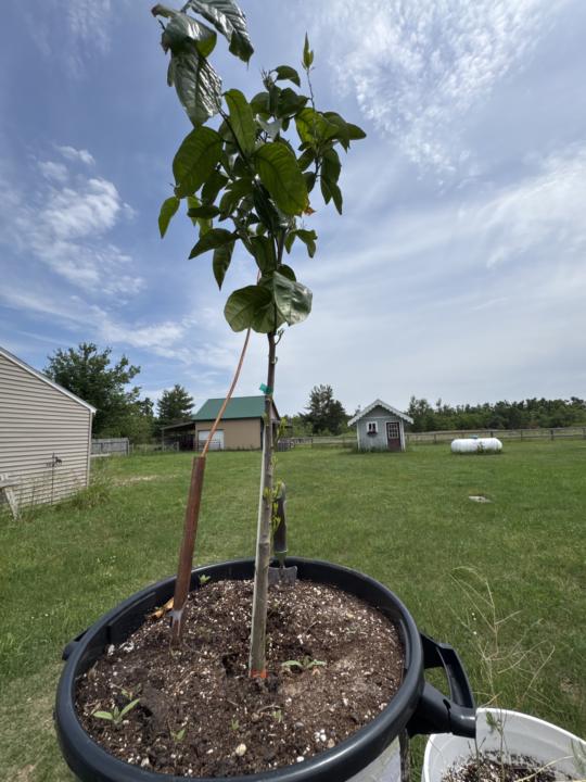Gonna Let my 🍊Tree Shoot Out Low 
