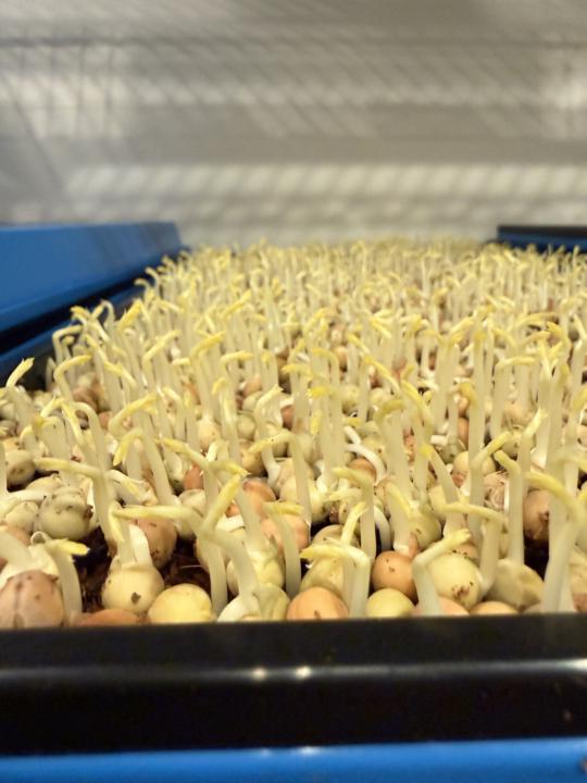 Putting my first trays under lights for the first time!!!!