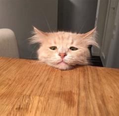 Chat Desespéré