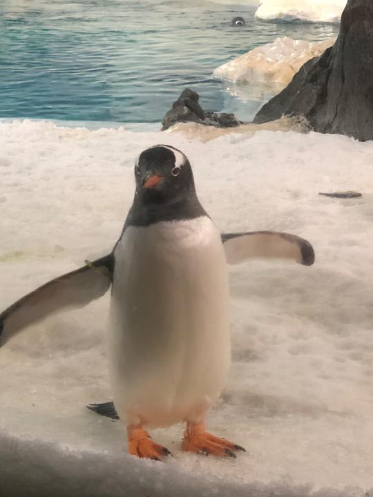 Nix Pokasamrith