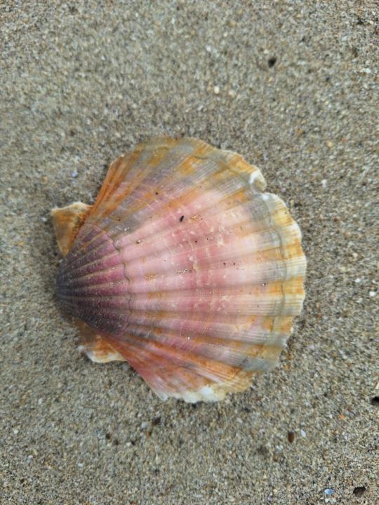 Kerstin Horst-Czerwinski