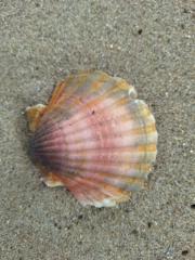 Kerstin Horst-Czerwinski