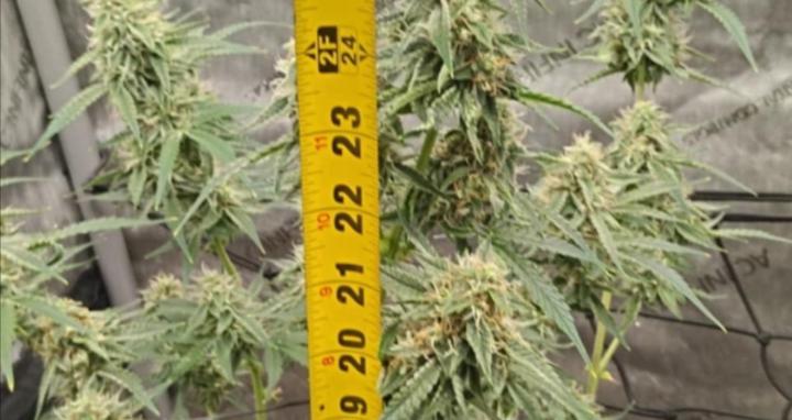 Cannabiz