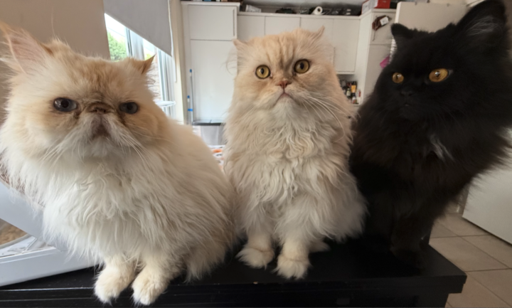 ☕️ Ordering a Gingerbread Latte & Bringing Visual Wonder ✨💭