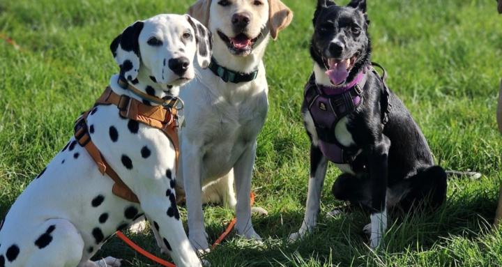 Temperament Dogs Learning Hub