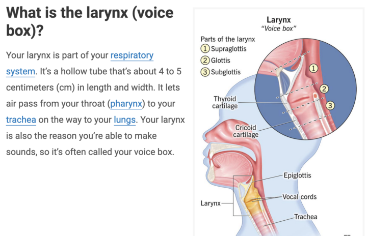 What Is The Larynx (Voice Box) And How Emotions Affect It