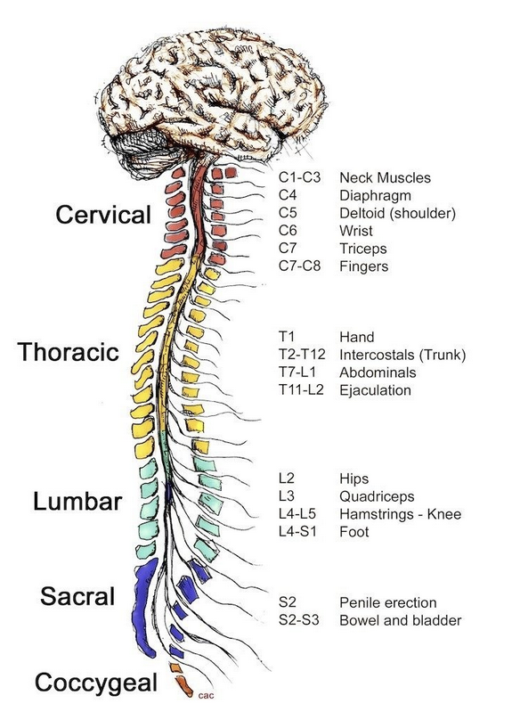THE SPINE