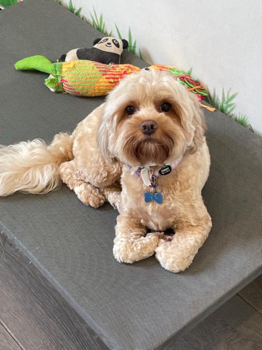 Justine Shephard Shephard