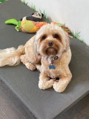 Justine Shephard Shephard