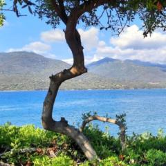 Christine Corti chasson