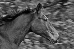 Isabell Caterina Meyer