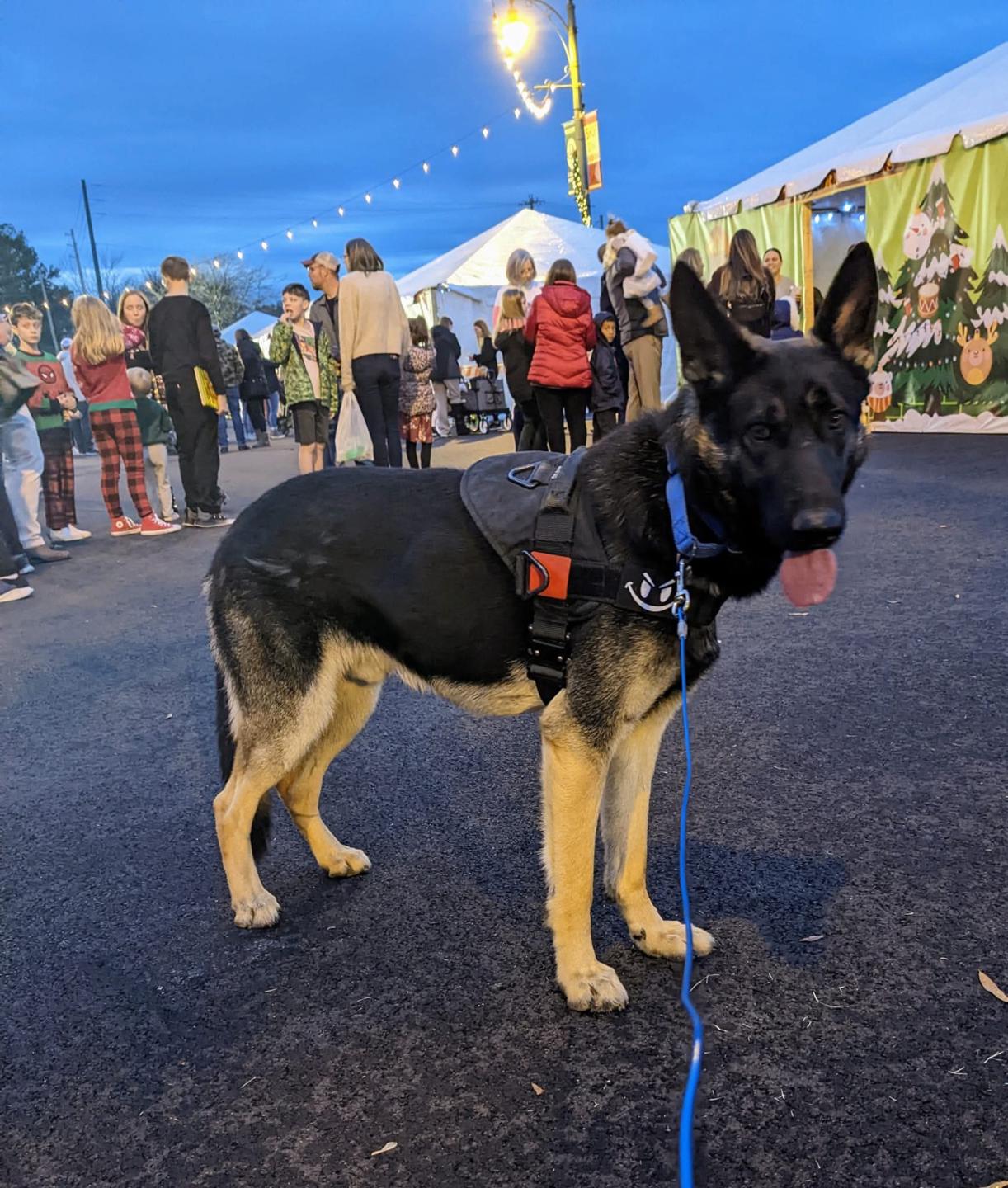 Rescue Dog Reset System