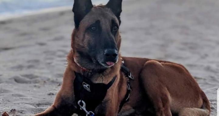 Jeff Tawater Dog Training