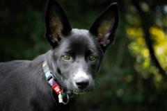 Sunitha Soune Sandoz Sun