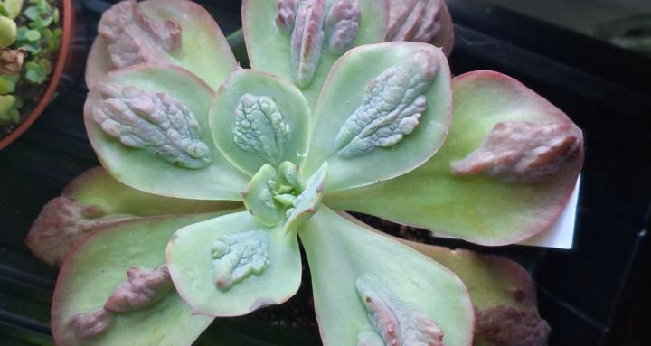 Succulent Side Hustle