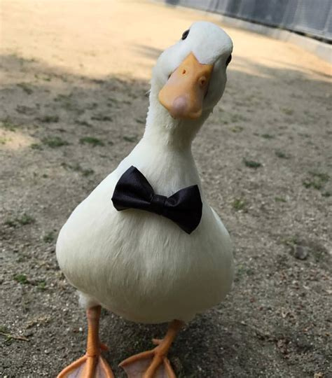 Cosmo Dekker