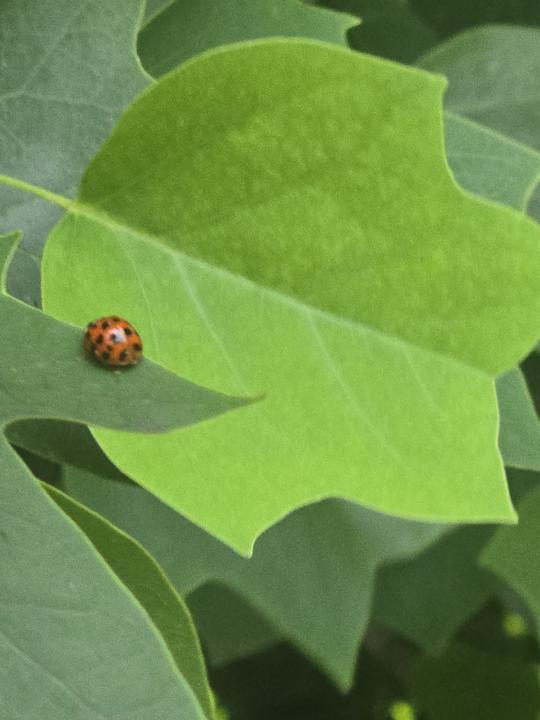 🐞 June and the Ladybug