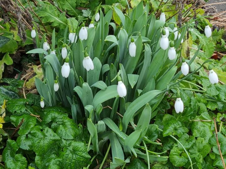 A White