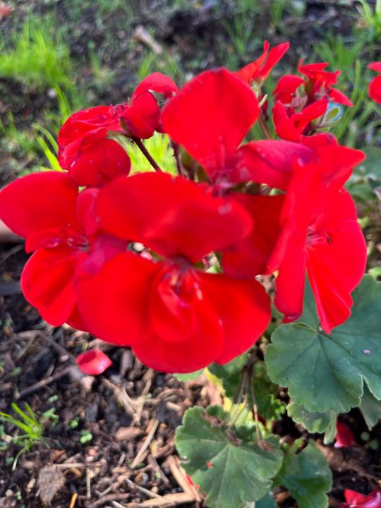 Damdinjav Munkherdene