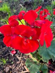 Damdinjav Munkherdene