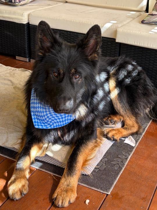 Christina Stabolidis