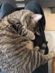 Stefanos Vergitsakis