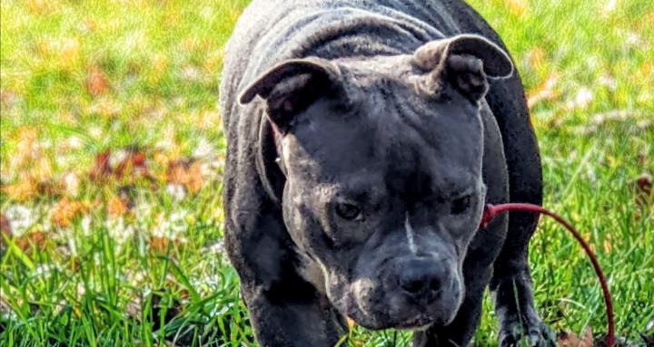 XIII: Born to Win Dog Training