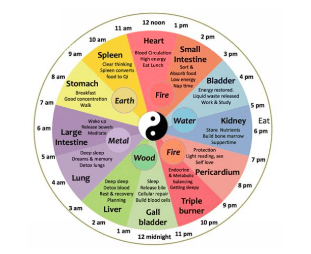 Chinese Body Clock