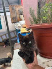 Juan Manuel Corrales Chire