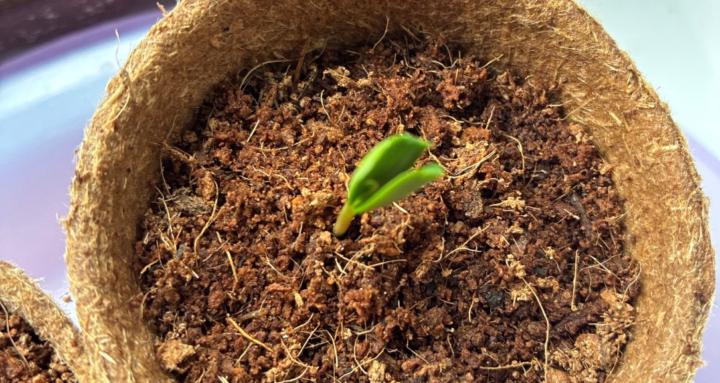 Cooking & growing with Paulie