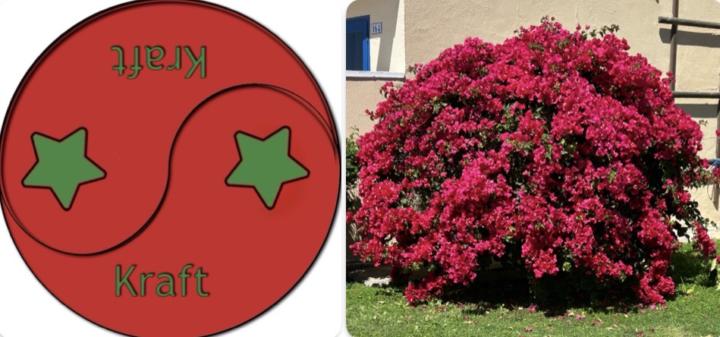 En röd Bougainvillea