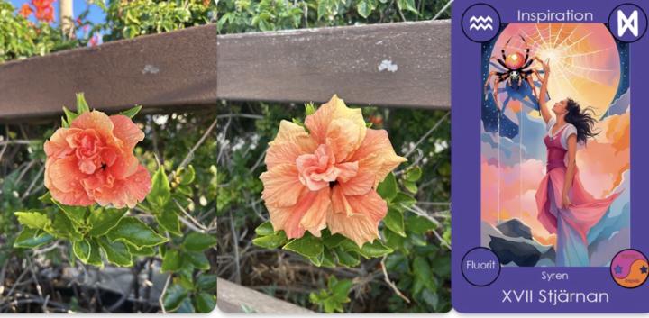 Stjärnan XVII och orange hibiskus