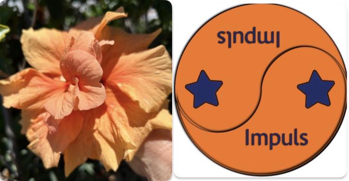 En vacker orange dubbel hibiskus