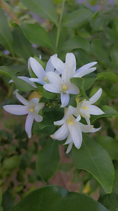 Carlos Uriel Villegas García