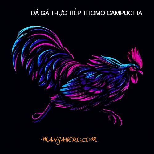 Đá gà trực Tiếp thomo