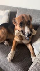 Stelios Stamatelatos